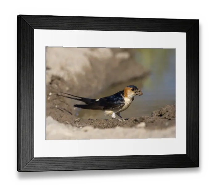 Framed Print : Red-rumped swallow (Hirundo daurica) Framed Print : Red-rumped swallow (Hirundo daurica)