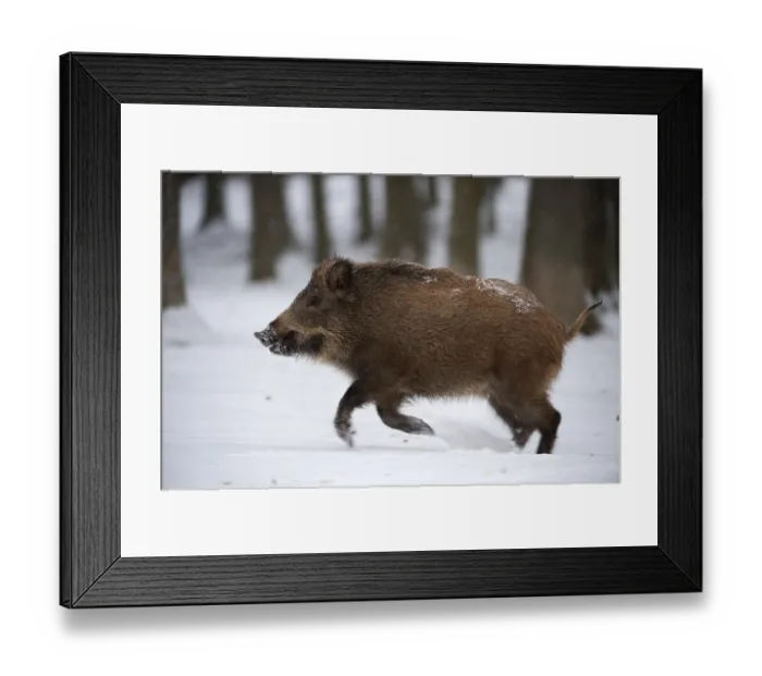 Framed Print : Wild boar (Sus scrofa) Framed Print : Wild boar (Sus scrofa)