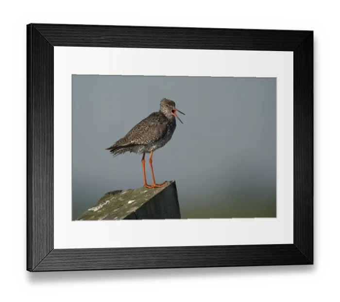Framed Print : Redshank (Tringa totanus), Texel