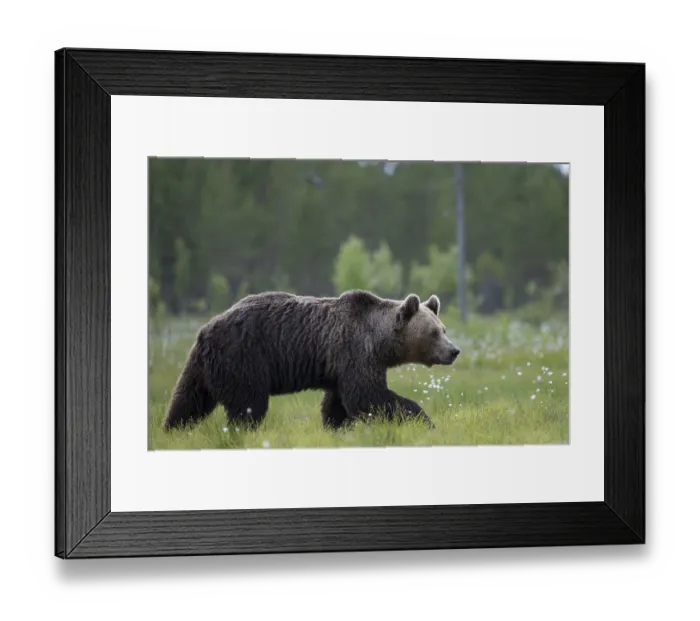 Framed Print : Brown bear (Ursus arctos) in the Finnish taiga Framed Print : Brown bear (Ursus arctos) in the Finnish taiga