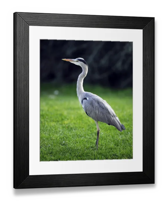Framed Print : Grey Heron (Ardea cinerea) in a meadow
