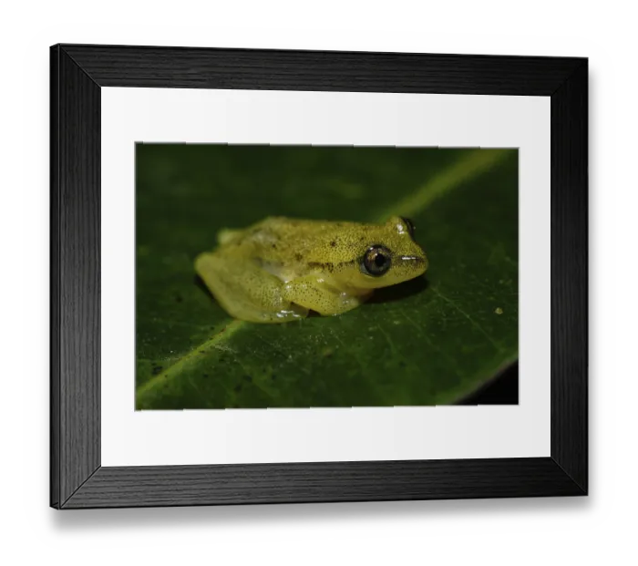 Framed Print : Betsileo reed frog (Heterixalus betsileo)
