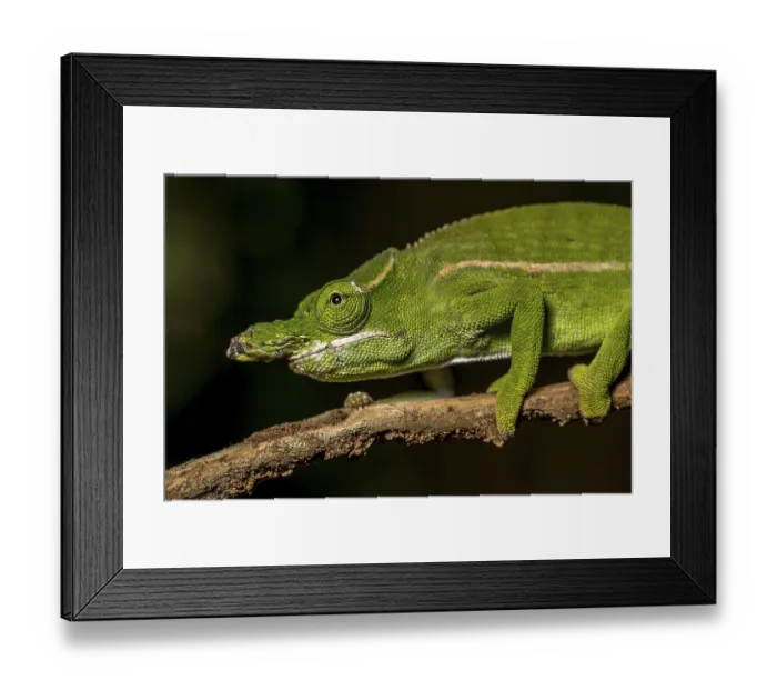 Framed Print : Petters petter's chameleon (Furcifer petteri) Framed Print : Petters petter's chameleon (Furcifer petteri)