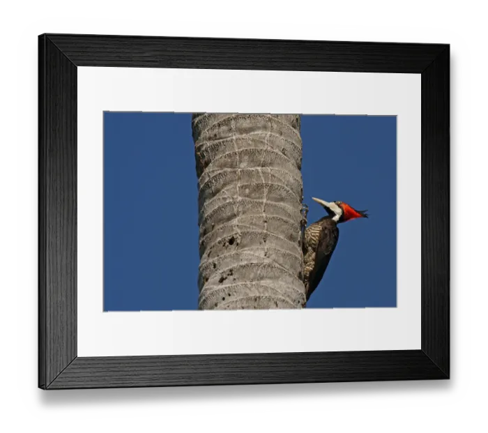 Framed Print : Lineated Woodpecker (Dryocopus lineatus) perched on a palm trunk Framed Print : Lineated Woodpecker (Dryocopus lineatus) perched on a palm trunk