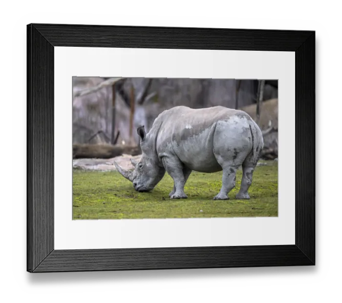 Framed Print : Southern white rhinoceros Ceratotherium simum simum