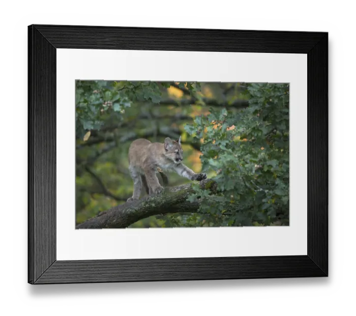 Framed Print : One young cougar, Puma concolor