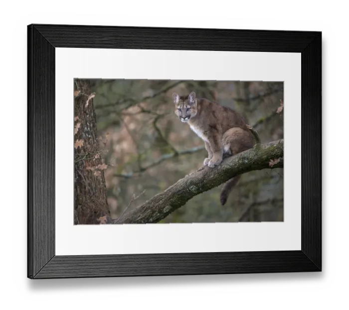 Framed Print : One young adult cougar, Puma concolor