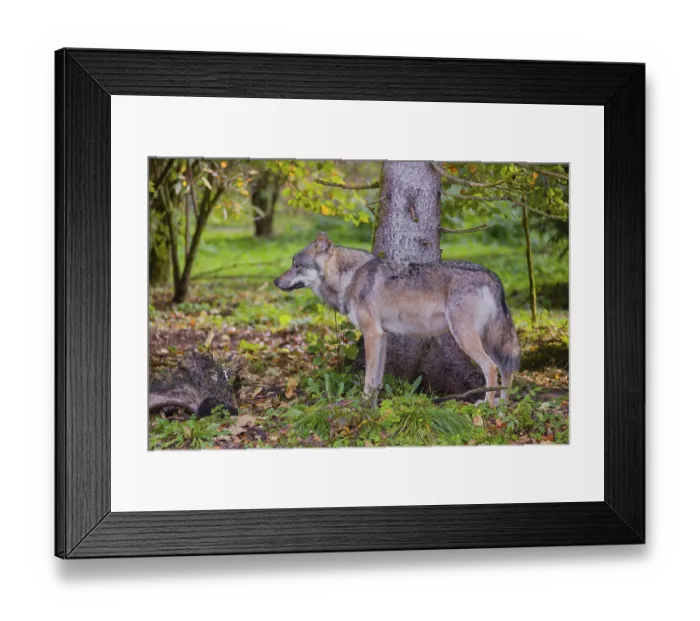Framed Print : A eurasian gray wolf (Canis lupus lupus) stands at a forest edge Framed Print : A eurasian gray wolf (Canis lupus lupus) stands at a forest edge