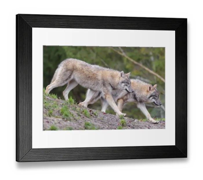Framed Print : Two young grey wolves (Canis lupus lupus) run across the sloping meadow of a hill