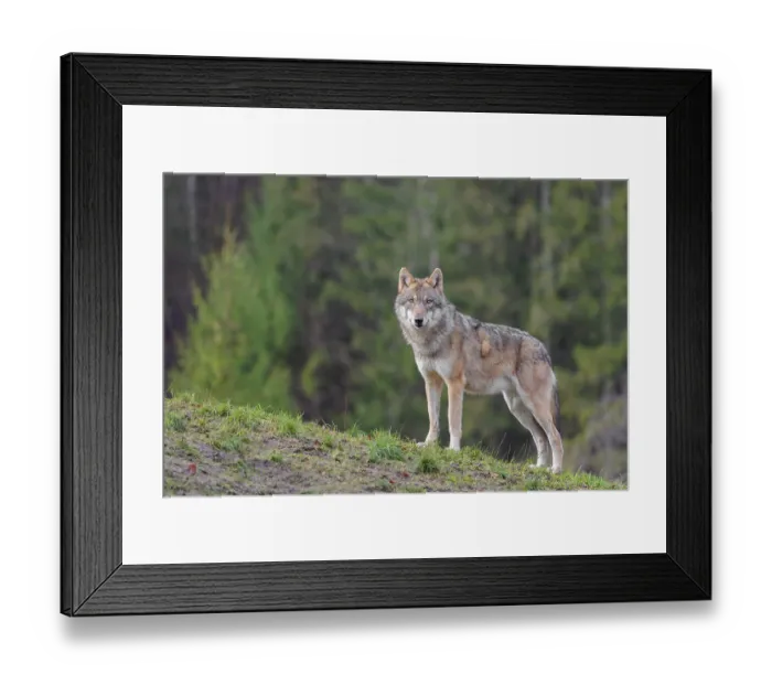 Framed Print : An adult female grey wolf (Canis lupus lupus) stands on a sloping meadow on a hill and observes the surroundings Framed Print : An adult female grey wolf (Canis lupus lupus) stands on a sloping meadow on a hill and observes the surroundings