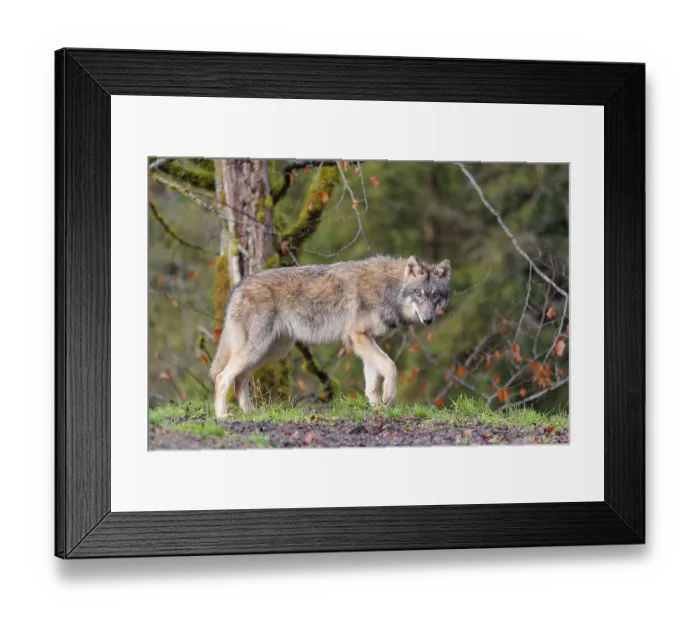 Framed Print : A young grey wolf (Canis lupus lupus) stands at the edge of the forest on a cloudy day and observes the surroundings