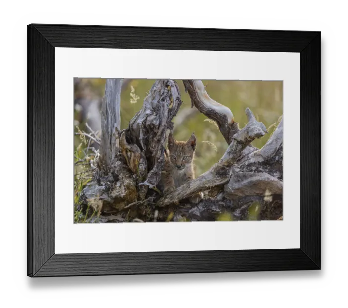 Framed Print : One young (10 weeks old) male Eurasian lynx