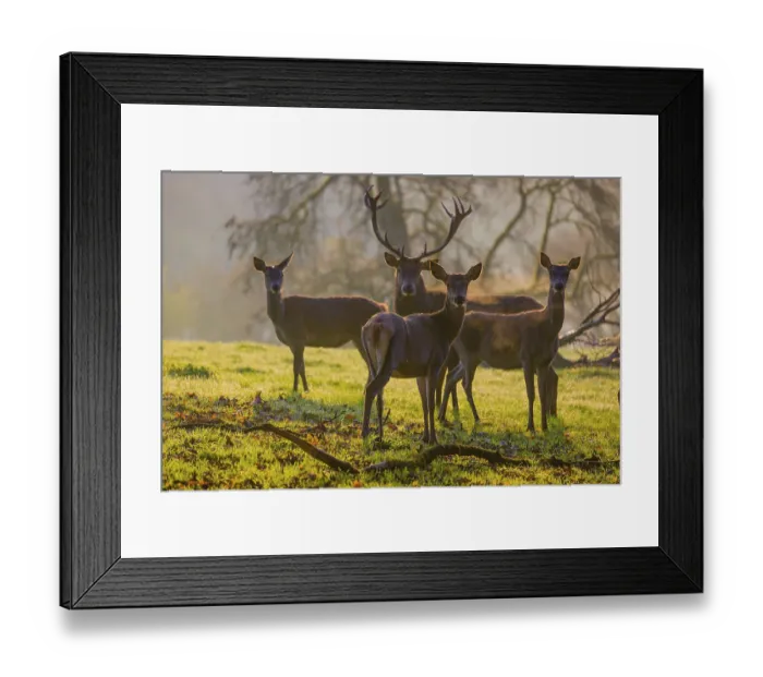 Framed Print : A herd of red deer hind and a stag (Cervus elaphus) stand backlit on a meadow