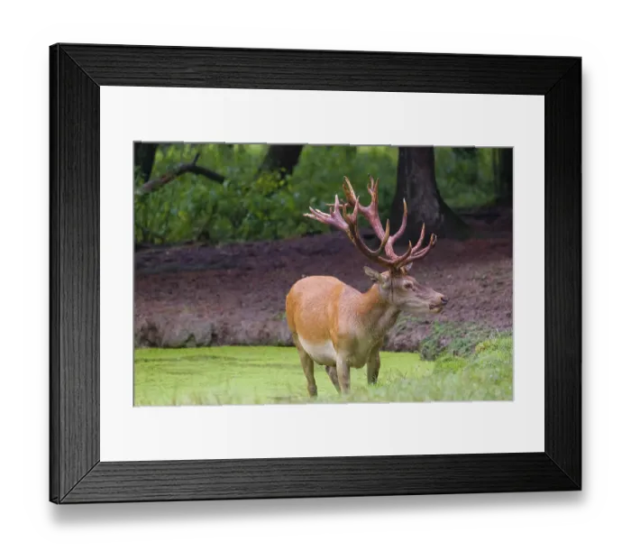 Framed Print : A red deer stag (Cervus elaphus) stands in a pond covered with duckweed