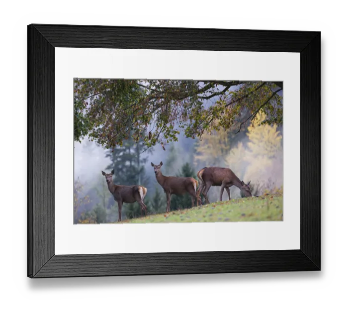 Framed Print : Two red deer hinds (Cervus elaphus) stand in a meadow