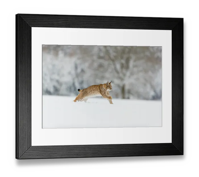 Framed Print : One young male Eurasian lynx, (Lynx lynx)