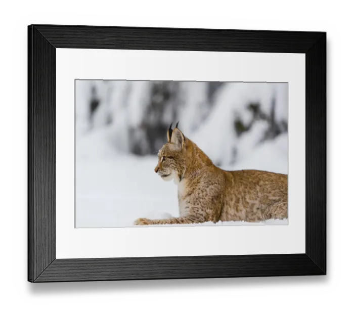 Framed Print : One young male Eurasian lynx, (Lynx lynx)