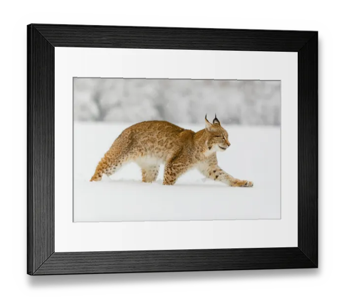 Framed Print : One young male Eurasian lynx, (Lynx lynx)