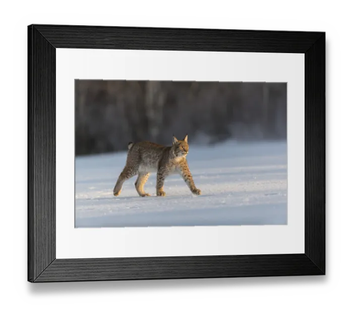 Framed Print : One young male Eurasian lynx, (Lynx lynx)