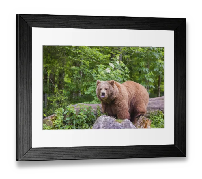 Framed Print : An adult female Eurasian brown bear (Ursus arctos arctos)