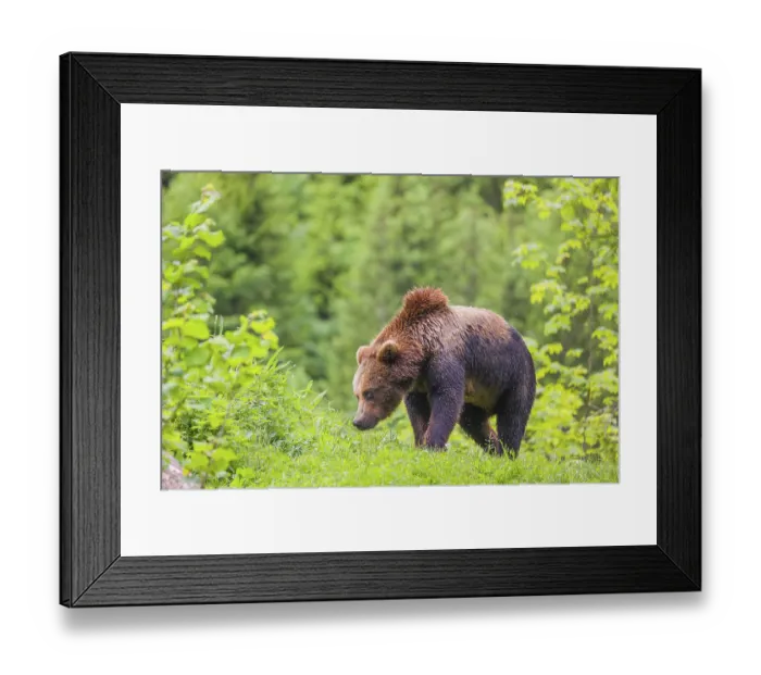 Framed Print : A young male eurasian brown bear (Ursus arctos arctos) runs across a meadow in hilly terrain