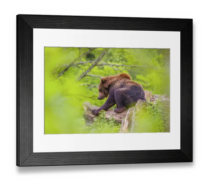 Framed Print : A young male (Ursus arctos arctos) rests on a hilltop on a rotting tree Framed Print : A young male (Ursus arctos arctos) rests on a hilltop on a rotting tree