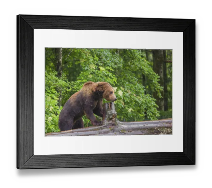 Framed Print : A young male Eurasian brown bear (Ursus arctos arctos) walks on a rotting log lying on the ground