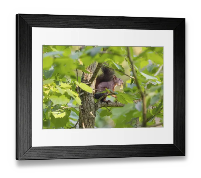 Framed Print : A squirrel or Eurasian squirrel (Sciurus vulgaris) eats from a Corylus colurna Framed Print : A squirrel or Eurasian squirrel (Sciurus vulgaris) eats from a Corylus colurna