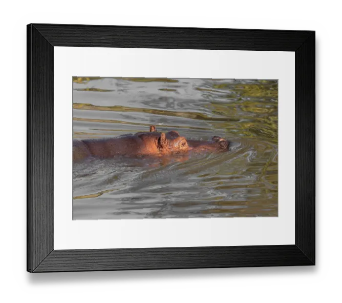 Framed Print : A hippopotamus (Hippopotamus amphibius) Framed Print : A hippopotamus (Hippopotamus amphibius)