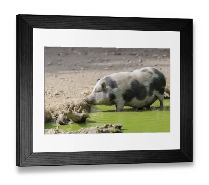 Framed Print : A female Vietnamese pot-bellied pig