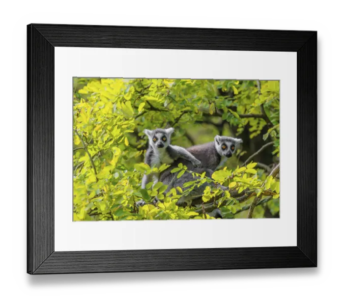 Framed Print : Two ring-tailed lemurs (Lemur catta) Framed Print : Two ring-tailed lemurs (Lemur catta)