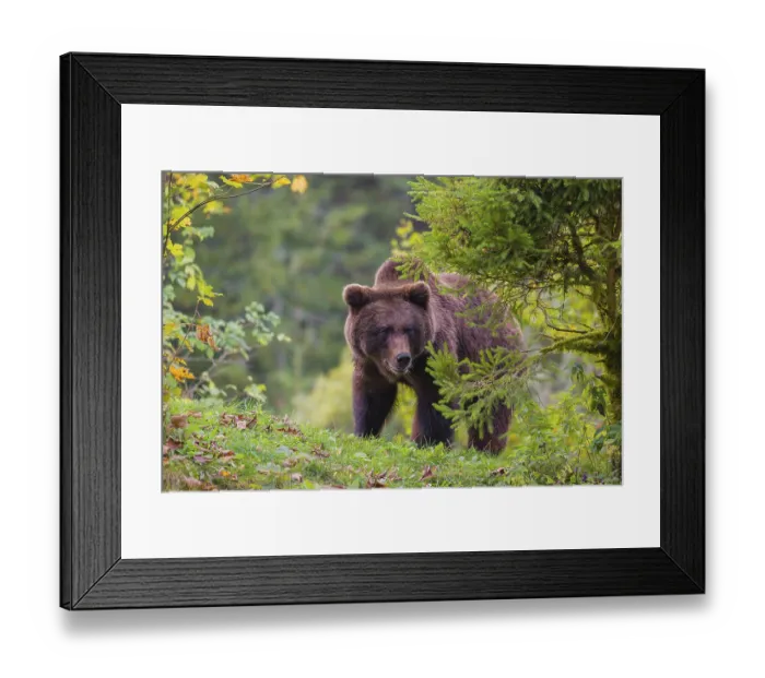Framed Print : A young male Eurasian brown bear (Ursus arctos arctos) sits on a meadow between bushes Framed Print : A young male Eurasian brown bear (Ursus arctos arctos) sits on a meadow between bushes