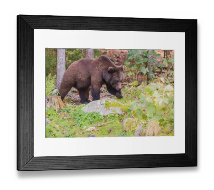 Framed Print : A young male Eurasian brown bear (Ursus arctos arctos) runs through a forest Framed Print : A young male Eurasian brown bear (Ursus arctos arctos) runs through a forest