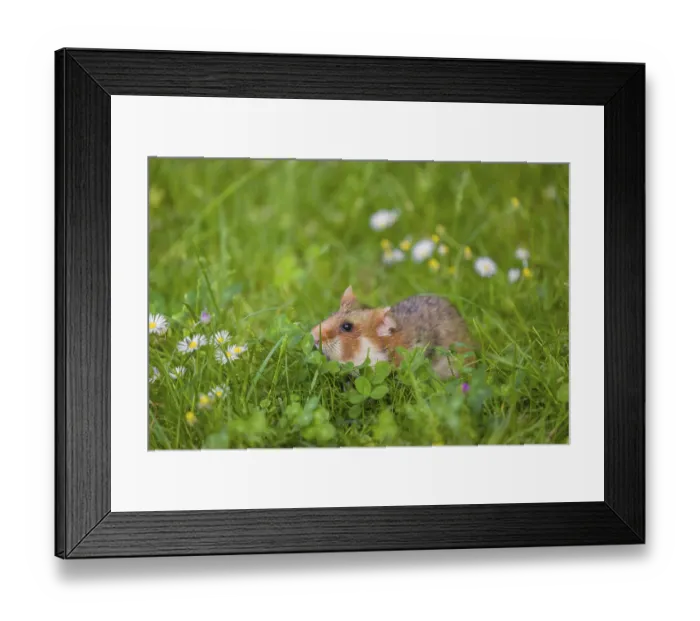 Framed Print : A European hamster (Cricetus cricetus)