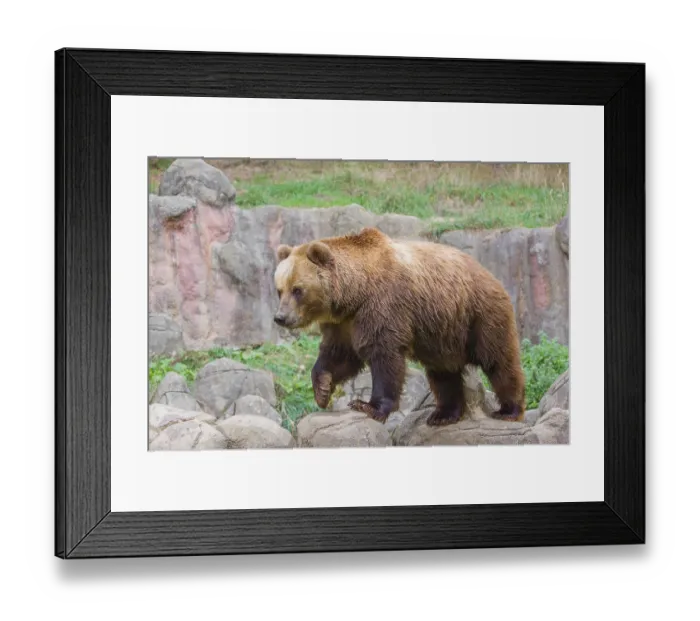 Framed Print : A Kamchatka brown bear (Ursus arctos piscator) runs across rocky terrain