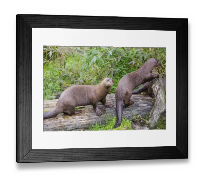 Framed Print : Three giant otter or giant river otter (Pteronura brasiliensis) play on a mossy rotten tree lying on a river bank