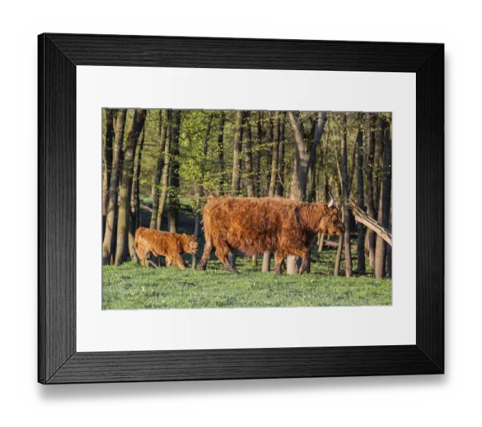 Framed Print : A Highland cow (Bos primigenius taurus) and her calf walk along a forest edge