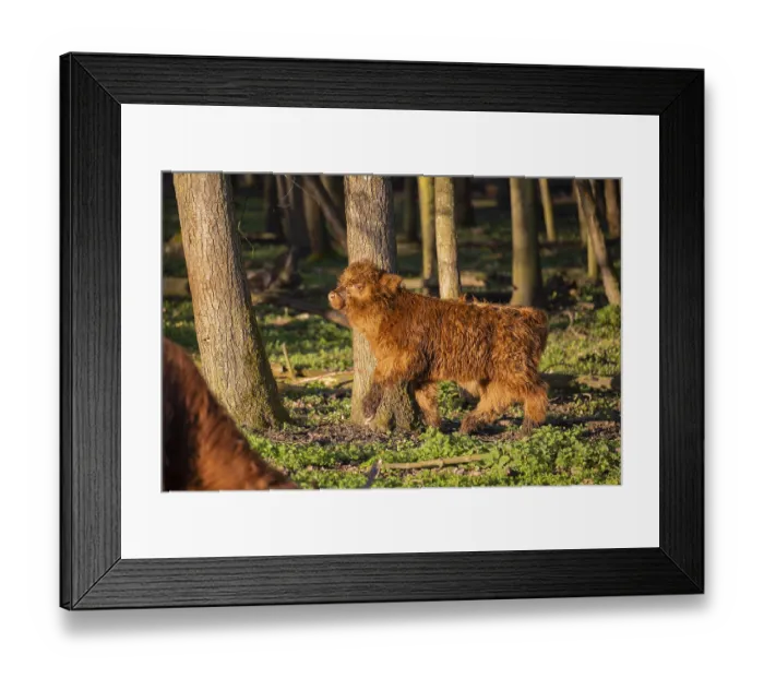 Framed Print : A Highland calf (Bos primigenius taurus) stands in a forest