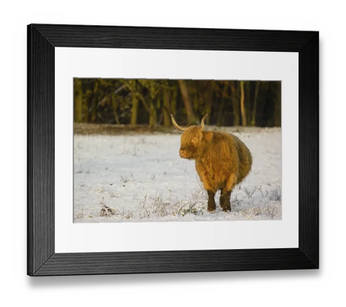 Framed Print : A highland cow (Bos primigenius taurus) stands in a snow-covered pasture