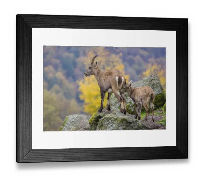 Framed Print : An adult female ibex (Capra ibex) stands on a rock with one of her young