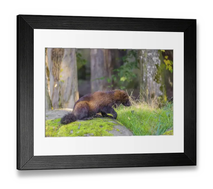 Framed Print : A wolverine (Gulo gulo) sits on a moss covered rock at a forest edge Framed Print : A wolverine (Gulo gulo) sits on a moss covered rock at a forest edge