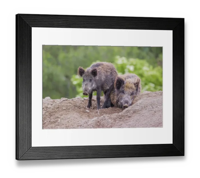 Framed Print : Two wild boar or wild pig (Sus scrofa) stand / rest on a small hill on an opening