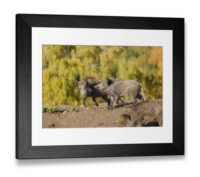 Framed Print : Two wild boars or wild pigs (Sus scrofa) fight in a clearing on hilly terrain
