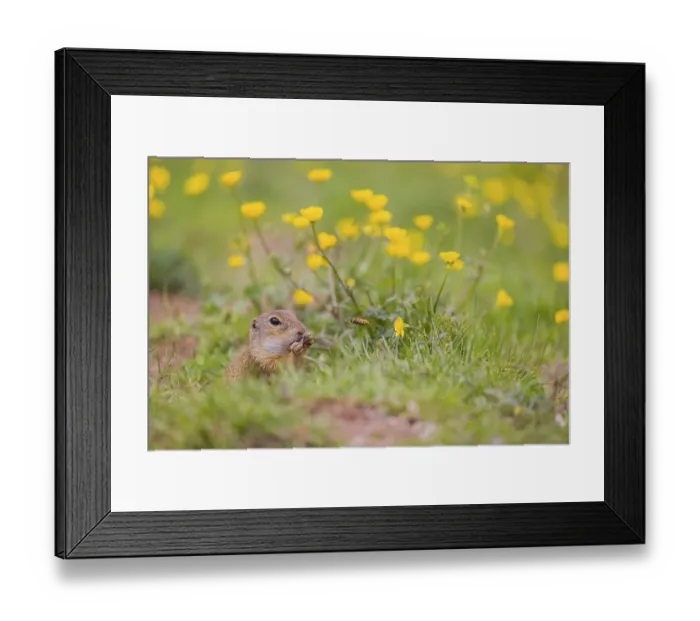 Framed Print : An adult European ground squirrel (Spermophilus citellus) Framed Print : An adult European ground squirrel (Spermophilus citellus)