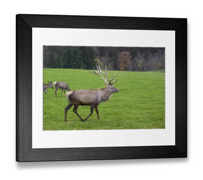 Framed Print : An Altai maral stag, Altai wapiti or Altai elk (Cervus canadensis sibiricus) walks across a green meadow