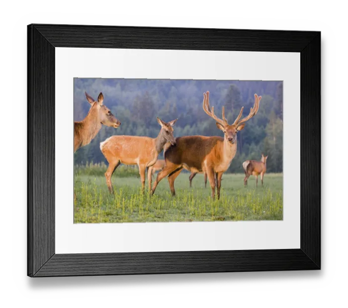 Framed Print : An Altai maral hind