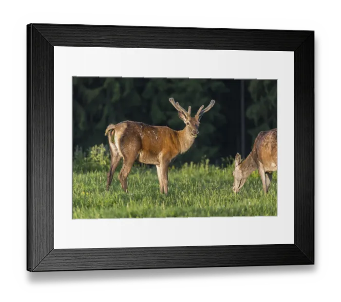 Framed Print : One male Altai maral