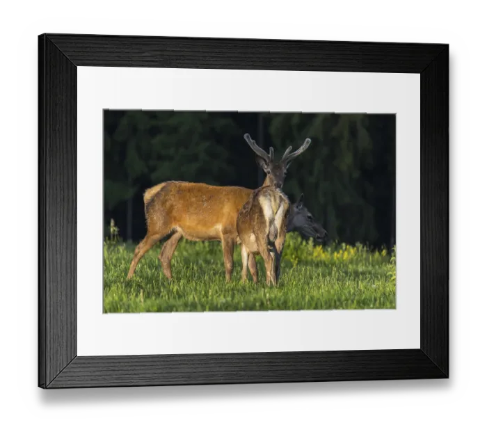 Framed Print : One male Altai maral