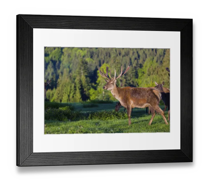 Framed Print : One male Altai maral Framed Print : One male Altai maral