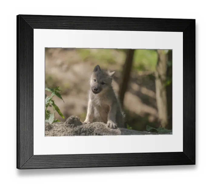 Framed Print : One four weeks old Arctic wolf cub (Canis lupus arctos)